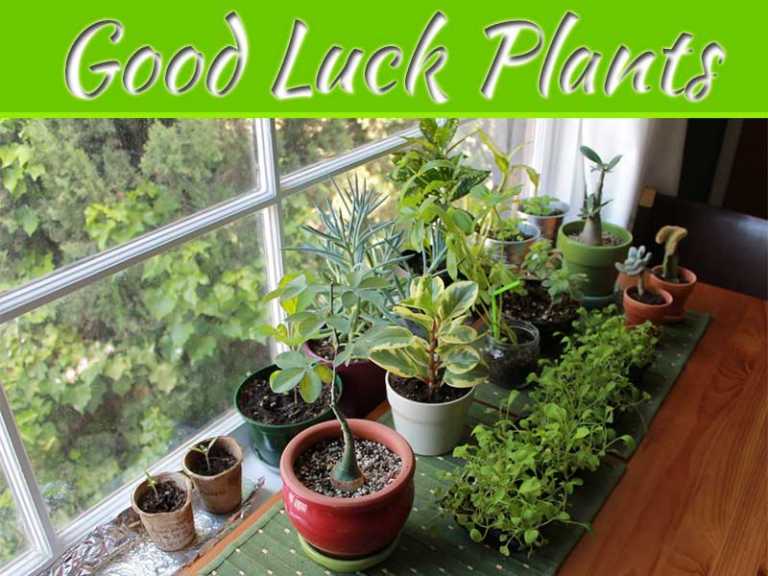 Good Luck Plants For Your Home