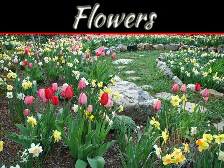 Impacts Of Growth And Yield On Quality Flower Bulbs