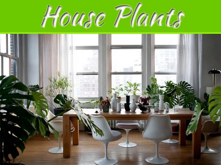 Top 5 House Plants That Are Easy to Maintain and Improve Air Quality