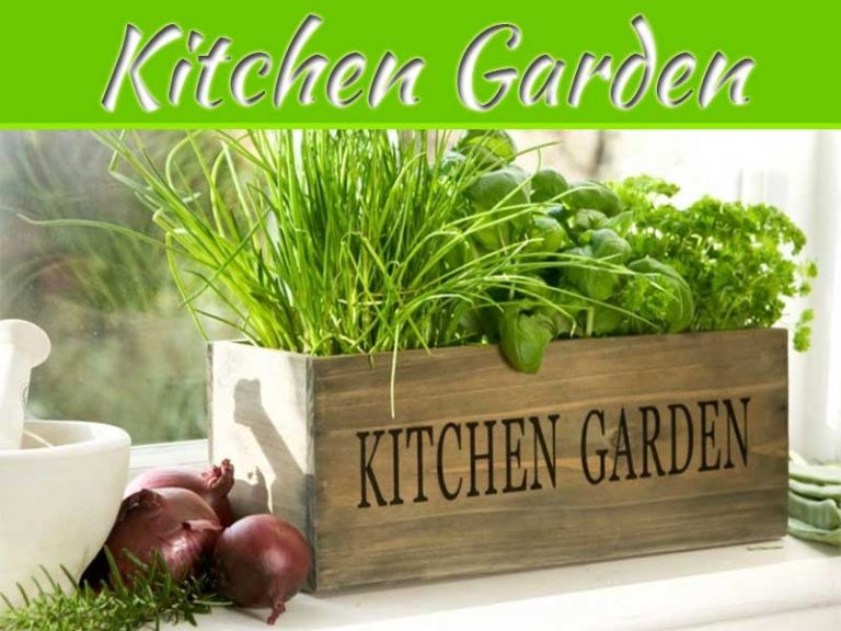 Four Veggies For The Kitchen Garden