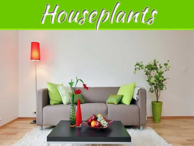 How To Keep Houseplants Healthy?