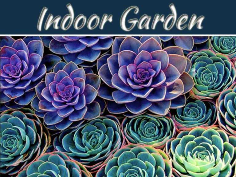 Succulent Plants For An Easy Indoor Garden