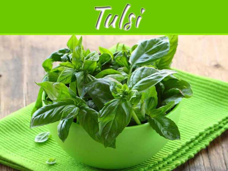 Bring "Tulsi" At Your Balcony Garden, Bring Healthiness