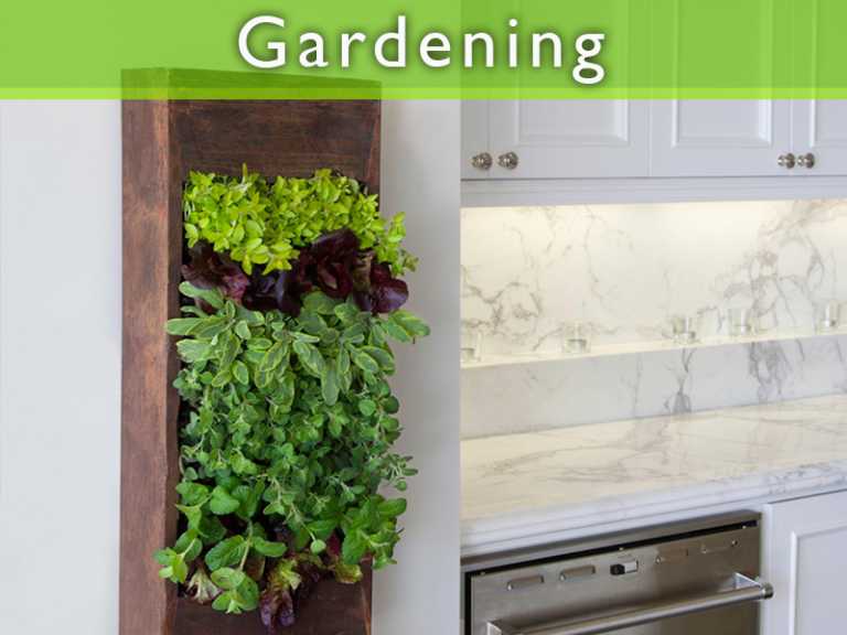 Grow Your Own Small Salad Garden featured