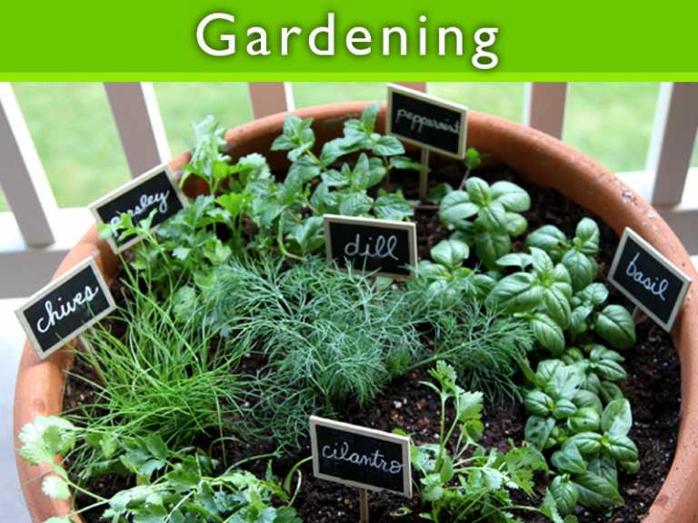 Grow Your Very Own Container Garden featured Thumb