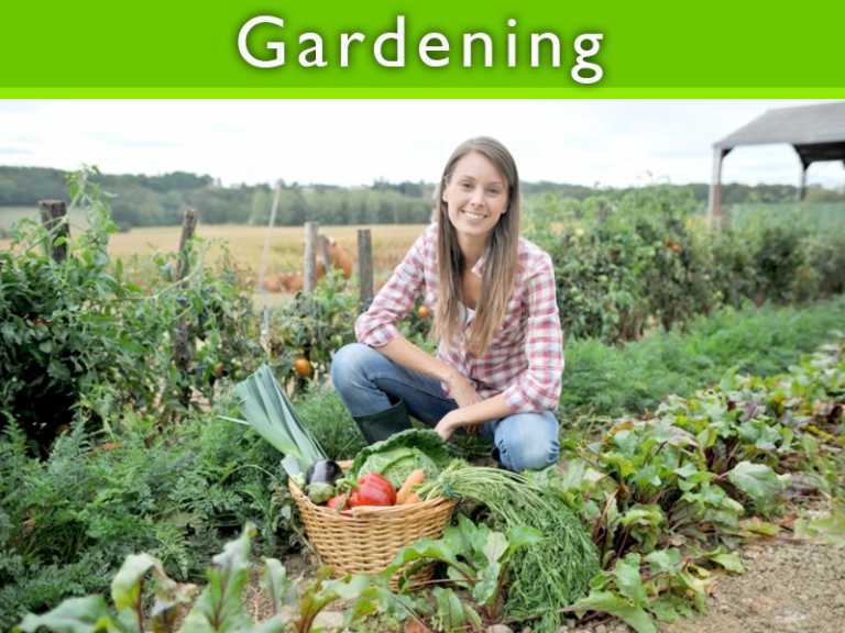 Planning Basics Of The Vegetable Garden