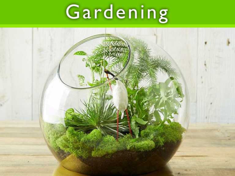 Plants you should grow in Container For Fall featured Thumb copy