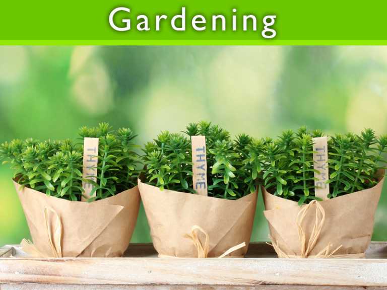 Vegetable Garden Probably the first Choice of Normal People