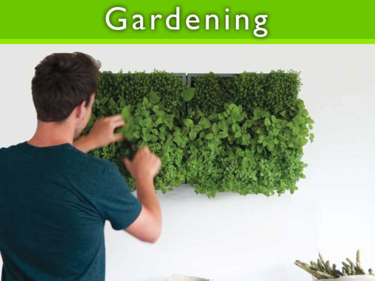 Top 8 Gardening Tips For Urban Gardens