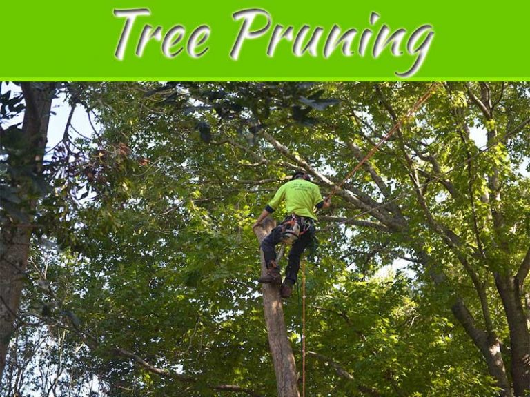 An Insight Into Lawn-Friendly Trees