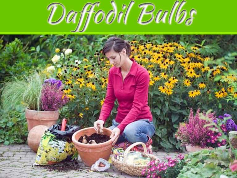 Spread Beauty in your Garden by Planting Daffodil Bulbs