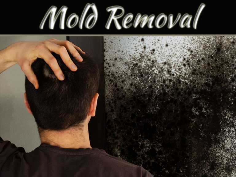 Things to Consider When Trying to Find the Right Mold Removal Service