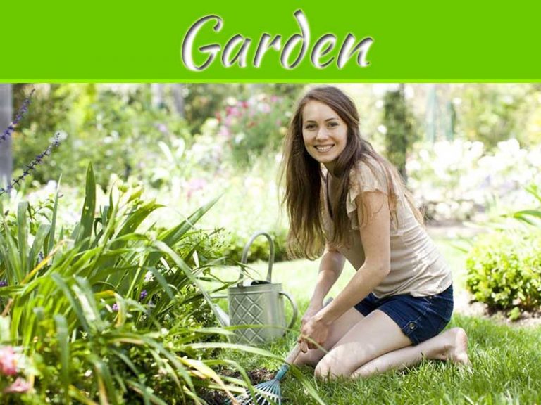 Rejuvenate Your Garden With Stunning Flowering Vines