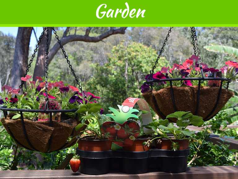 Modular Gardening or Gardening in a Box – What’s the Best