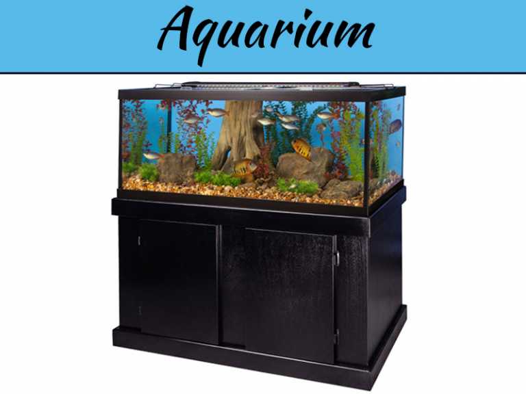 Making Your Home Environment Better with Help From An Aquarium
