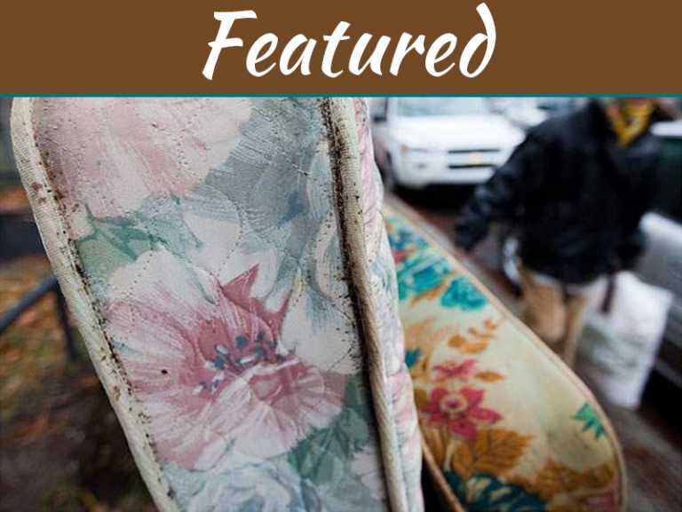 Bed Bugs Don't Hibernate - Neither Do Exterminators In Toronto