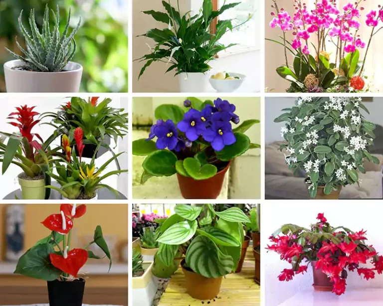 Potted Plants For Windowsills: 9 Inspiring Decor Ideas