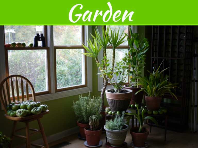 5 Ways to Keep Your Plants Alive Through the Winter