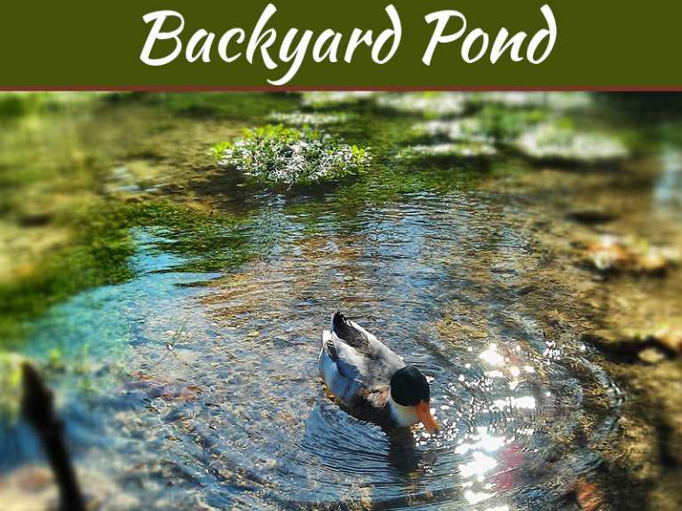 4 Steps to Help You Build Your Own Backyard Pond