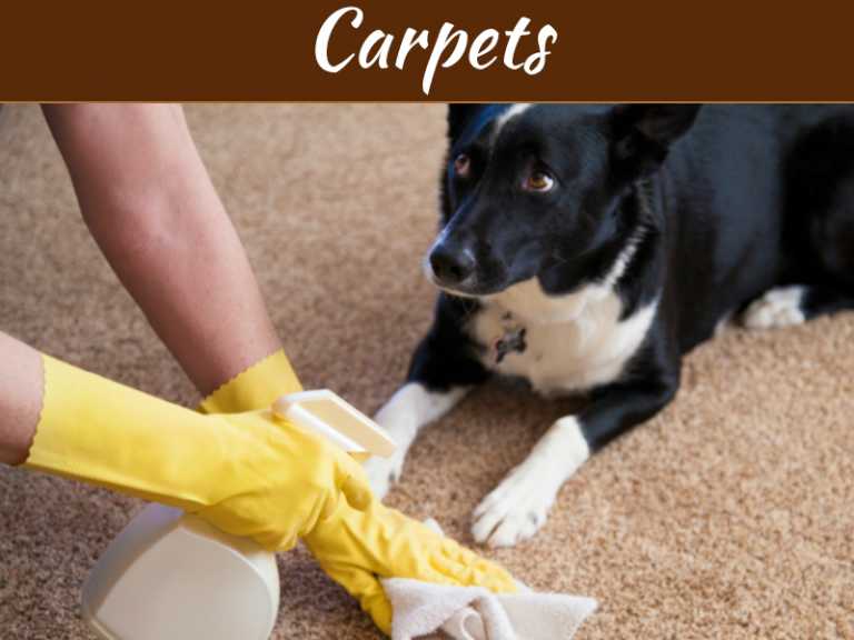 A Dog Owner’s Guide to Cleaning Carpets