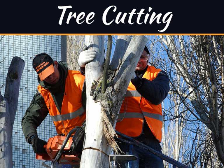 How To Cut Down A Tree Safely