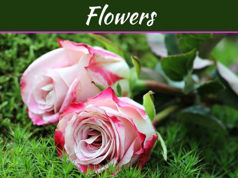 How To Revive Roses: Six Important Points To Consider