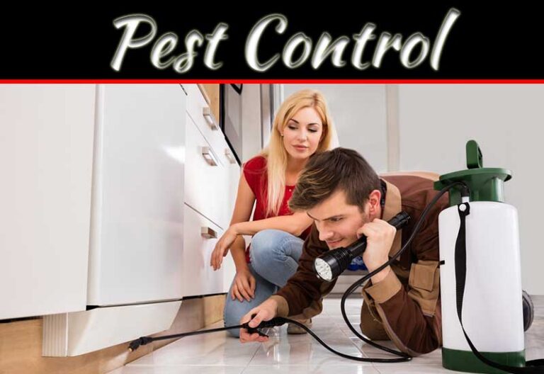 Know The Signs Of Termite Damage In Your Home