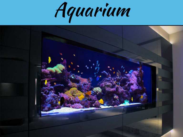 3 Tips To Caring For Your Fish Tank