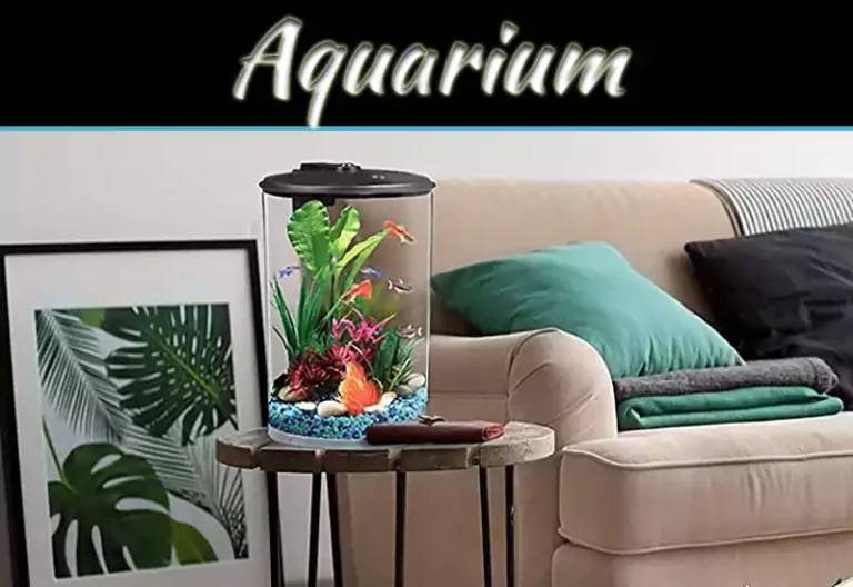 Tropical Fish For Aquariums: 5 Stunning Species To Brighten Your Tank