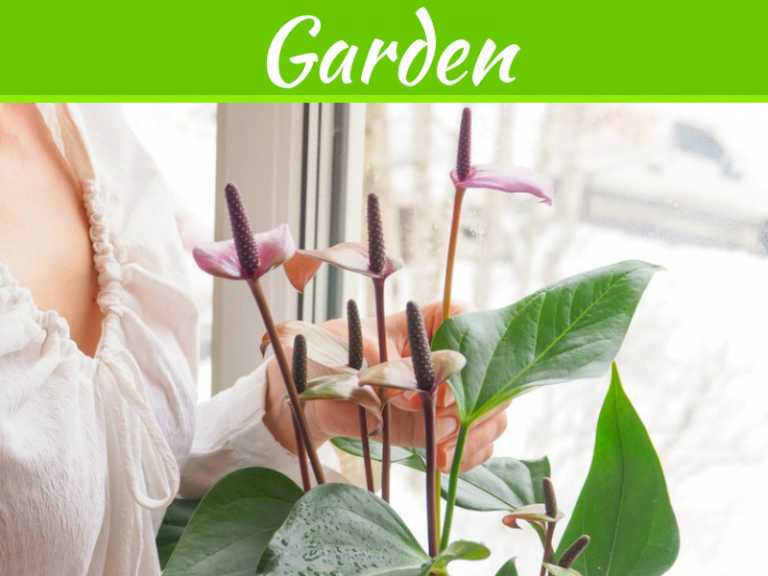 Indoor Plants 101: What To Consider Before Choosing And Using Them In Your Home