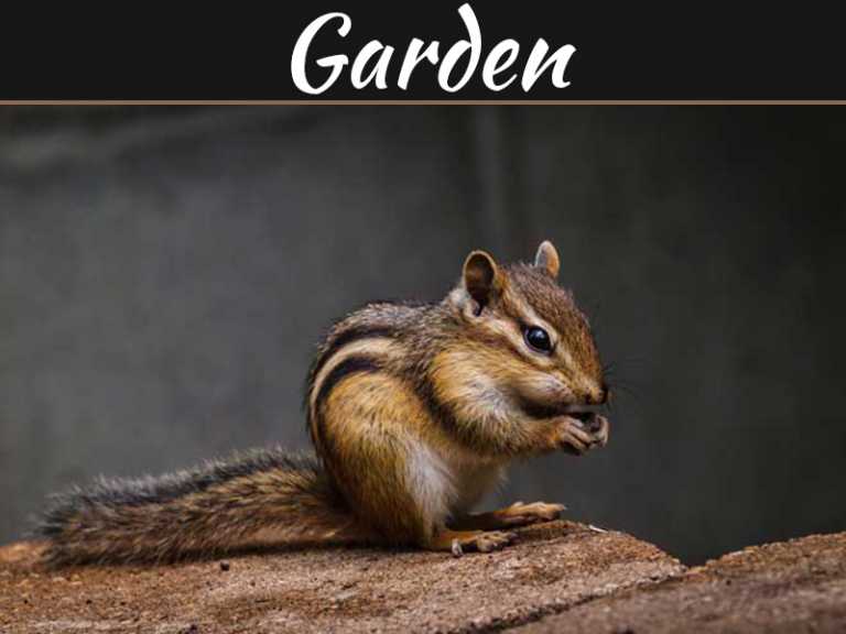 5 Tips To Keeping Animals Away From Your Garden