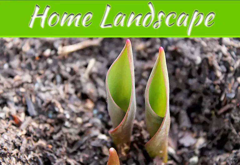 Top Benefits Of Mulch Sale For A Healthier, Beautiful Home Landscape