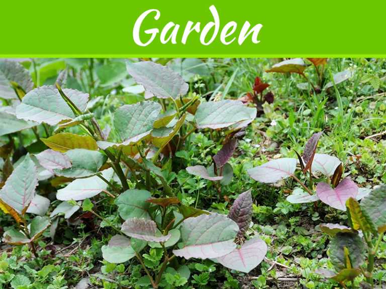 4 Things You Should Know About Invasive Weed Removal