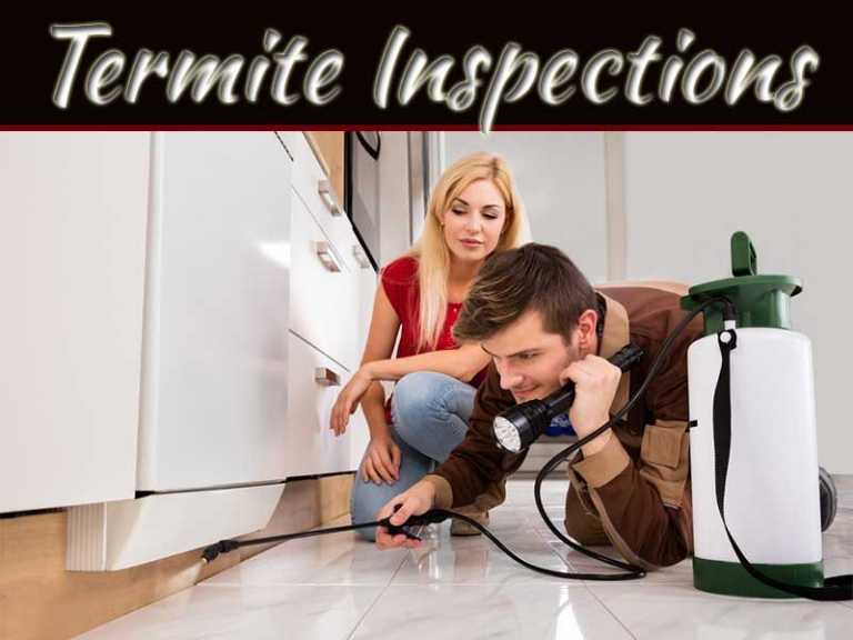 How Regular Termite Inspections Protect Your Home?