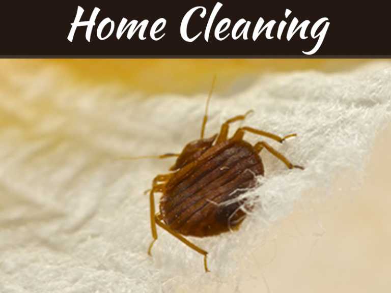 How To Control Bed Bugs
