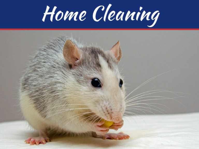 How Mice And Other Rodents Can Devastate Your Property