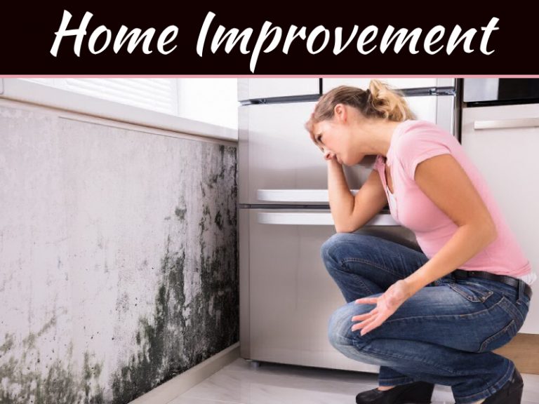Top 5 Steps To Mold Removal