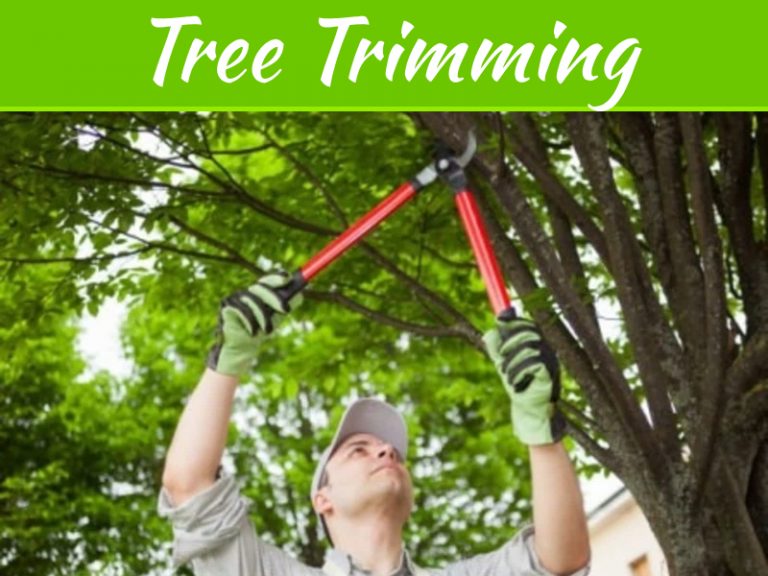 Tips To Finding A Tree Trimming Houston Company For Your Tree Needs