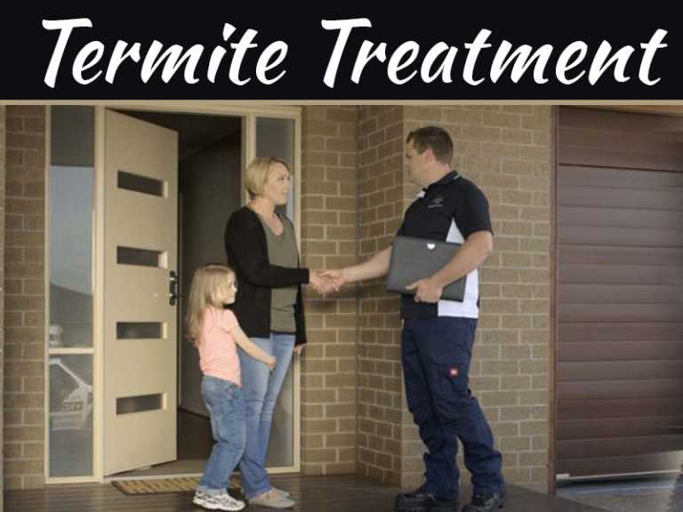 Everything You Need To Know About Termites