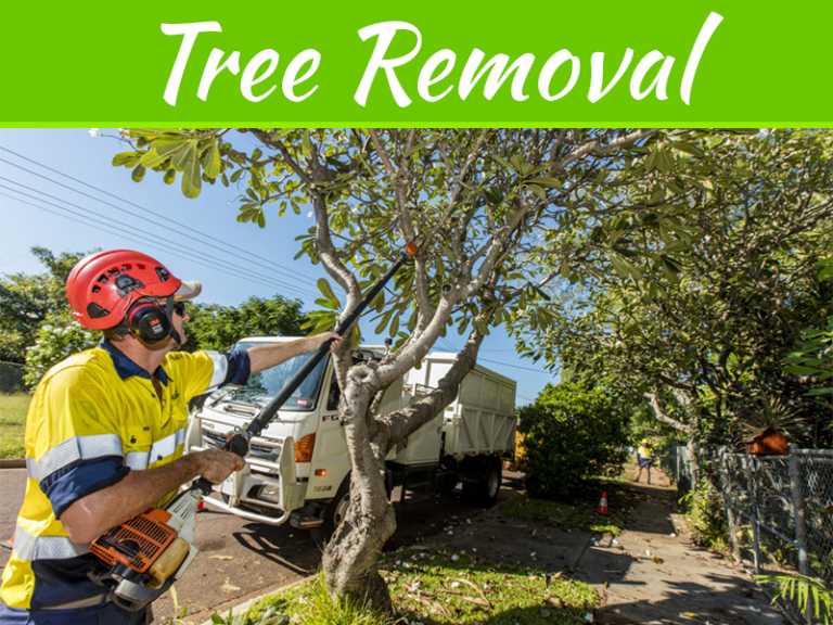 Tips For DIY Tree Removal With The Rights Tools And Knowledge