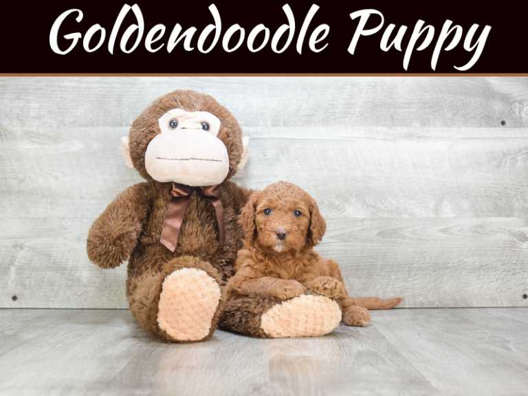 4 Reasons Why Your Home Should Have A Miniature Golden Doodle