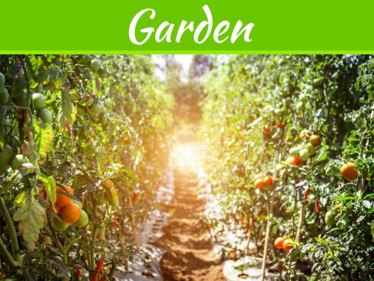 Expert Tips Regarding The Type Of Planters Ideal For Tomato Plants