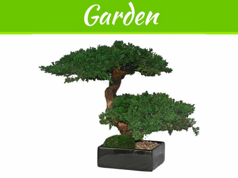 How To Take The Best Care Of Bonsai Trees