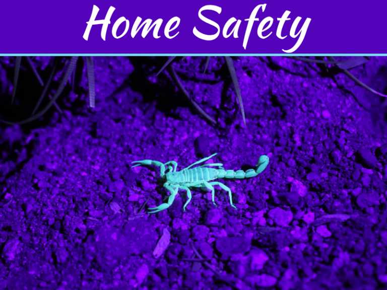 How To Keep Scorpions Out Of Your House - Keeping Your Home Safe