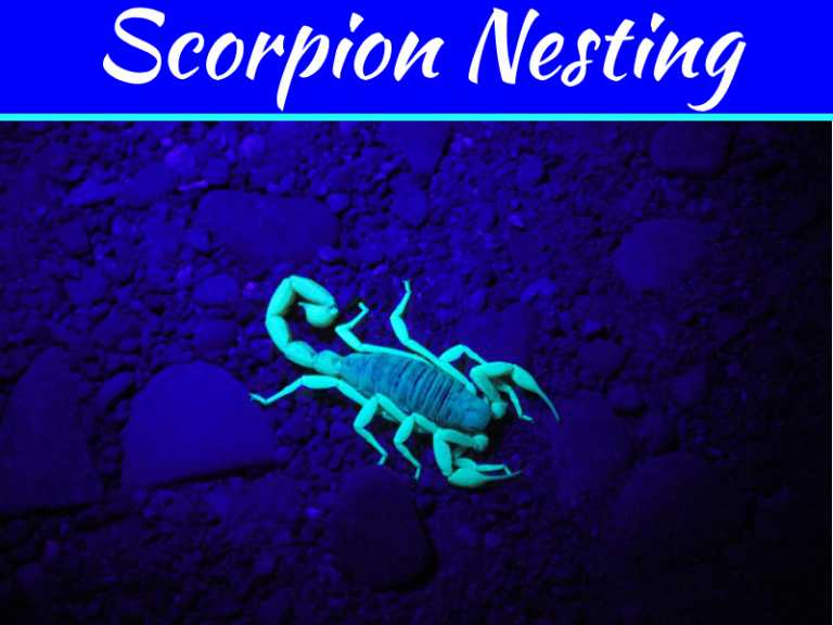Scorpion Nesting Habits - Avoid Providing Shelters for Scorpions