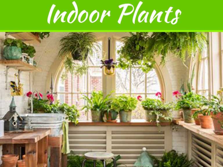 Things To Consider To Beautify Your Indoor Garden