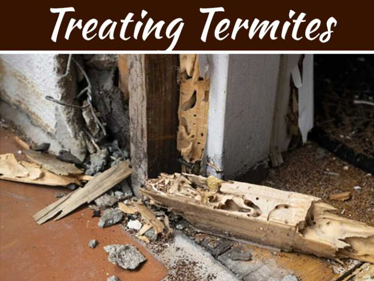 Treating Termites For Your Home Protection