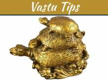 What Is The Right Tortoise Direction For Financial, Health And Relationship Stability