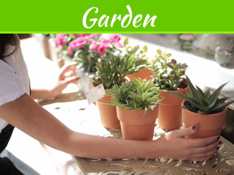 5 Low Maintenance Garden Ideas