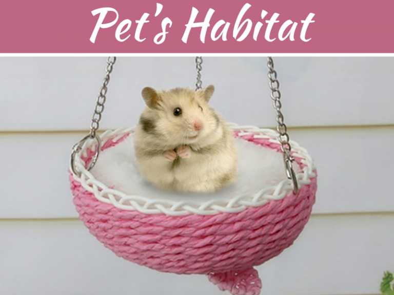 Epic Decoration And Design Ideas For Your Pet’s Habitat